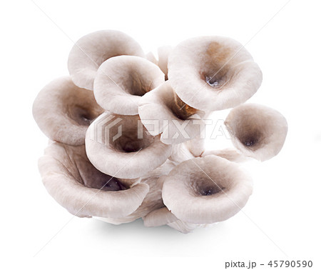 oyster mushroom isolated on white background 45790590