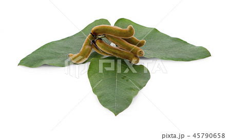 Mucuna pruriens isolated on white background 45790658