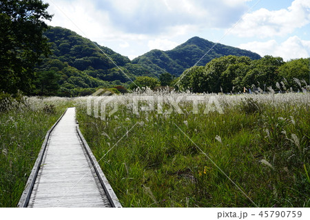 群馬県 榛名山 榛名高原 ゆうすげの道 群馬県 榛名山 榛名高原 ゆうすげの道 45790759