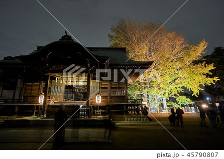 千葉県 千本公孫樹ライトアップ煌2018 葛飾八幡宮 千葉県 千本公孫樹ライトアップ煌2018 葛飾八幡宮 45790807