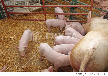 Piglets Piglets 45791581