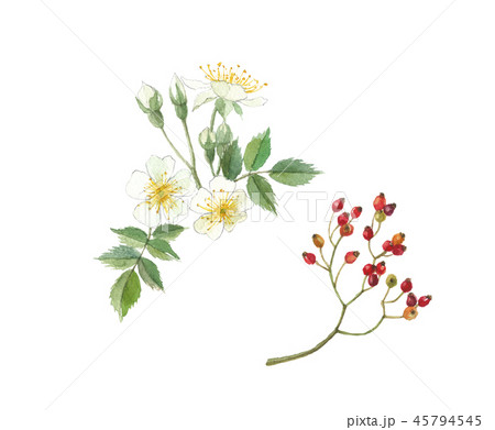 野茨の花・実 野茨の花・実 45794545