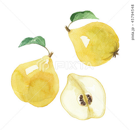 マルメロ 45794548