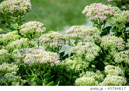 オオベンケイソウ オオベンケイソウ 45794617