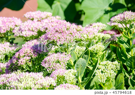 オオベンケイソウ オオベンケイソウ 45794618