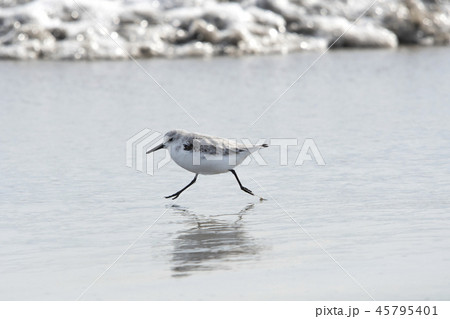 ミユビシギ 45795401