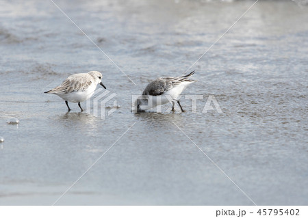 ミユビシギ ミユビシギ 45795402