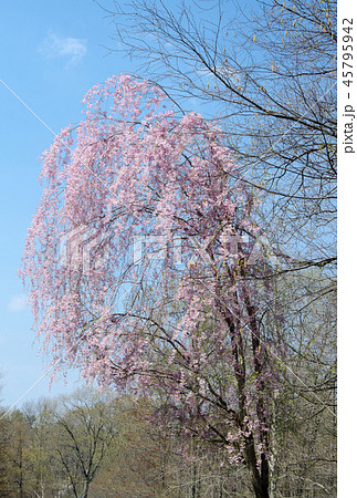 枝垂れ桜 枝垂れ桜 45795942
