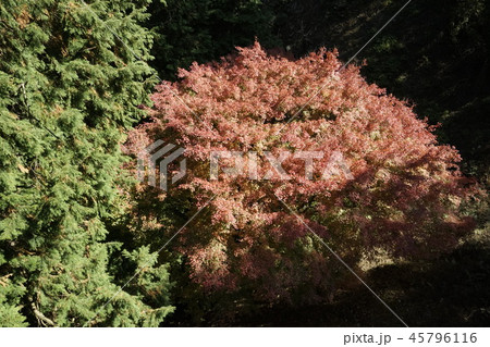 紅葉　緑色木 45796116
