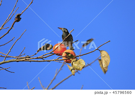 柿をついばむムクドリ 柿をついばむムクドリ 45796560