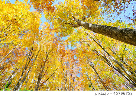 秋の森 秋の森 45796758