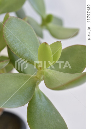 フチベニベンケイ フチベニベンケイ 45797480