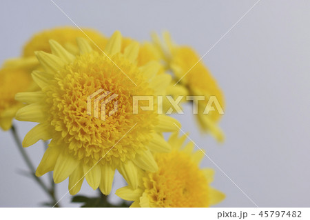 菊 菊 45797482