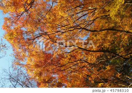 紅葉の森 紅葉の森 45798310