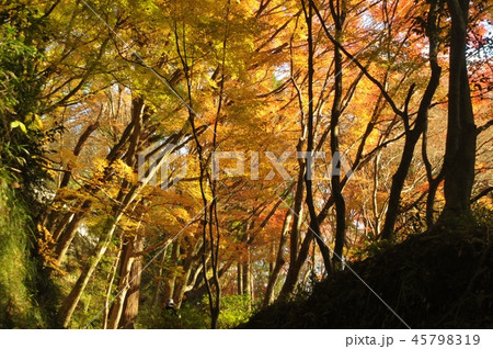 紅葉の森 45798319