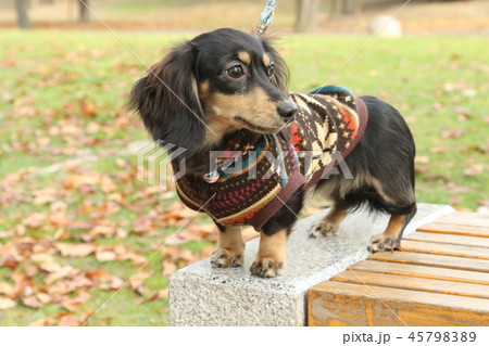 ダックスとチワワのお散歩 ダックスとチワワのお散歩 45798389