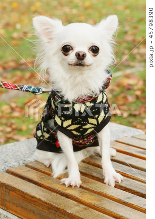 ダックスとチワワのお散歩 45798390