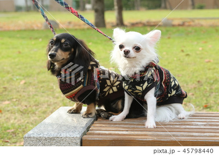 ダックスとチワワのお散歩 ダックスとチワワのお散歩 45798440