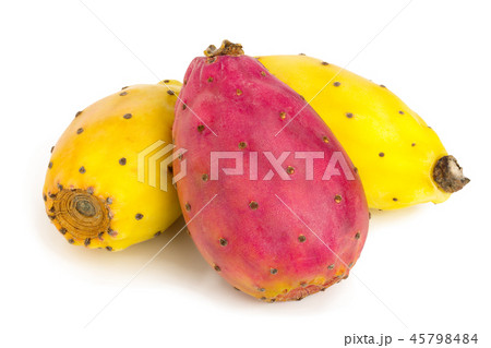 red end yellow prickly pear or opuntia isolated on a white background red end yellow prickly pear or opuntia isolated on a white background 45798484