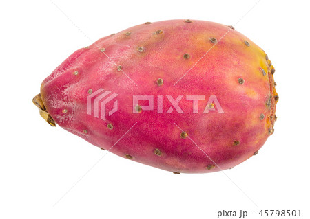 red prickly pear or opuntia isolated on a white background 45798501
