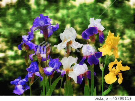 花菖蒲 45799113