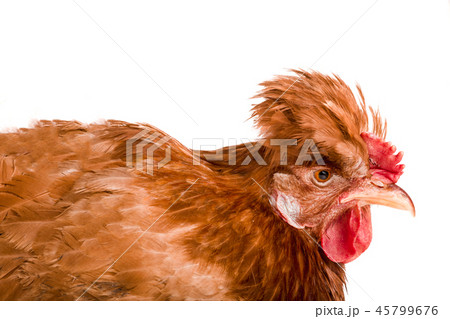 Portrait of a brown chicken isolated on white background 45799676