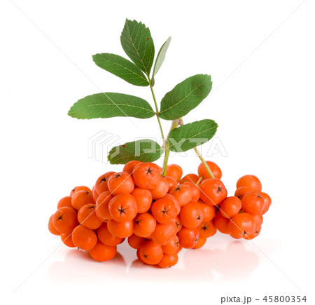 Orange rowan with leaf isolated on white background 45800354
