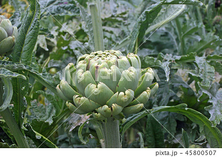 Artichoke flower bud Artichoke flower bud 45800507