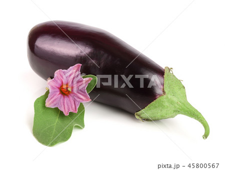 Eggplant or aubergine vegetable isolated on white background Eggplant or aubergine vegetable isolated on white background 45800567
