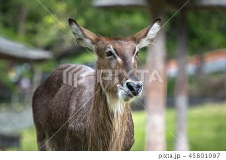 deer 45801097