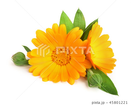 Calendula. Marigold flower with leaf isolated on white background 45801221
