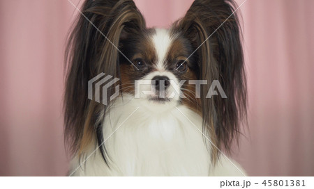 Beautiful dog closeup on a pink background 45801381