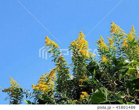 秋の青空とブタクサ Ambrosia artemisiifolia 秋の青空とブタクサ Ambrosia artemisiifolia 45801486