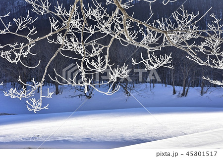 冬の裏磐梯 檜原湖の霧氷付く雄子沢の木々 冬の裏磐梯 檜原湖の霧氷付く雄子沢の木々 45801517