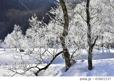 冬の裏磐梯　檜原湖の霧氷付く雄子沢の木々 45801537