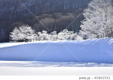 冬の裏磐梯　檜原湖の霧氷付く雄子沢の木々 45801552