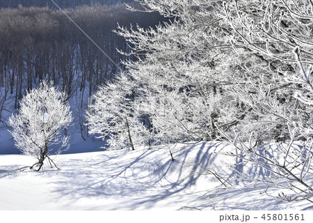 冬の裏磐梯　檜原湖の霧氷付く雄子沢の木々 45801561