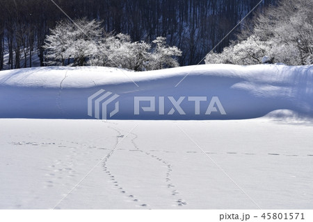 冬の裏磐梯　檜原湖の霧氷付く雄子沢の木々 45801571