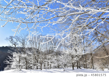 冬の裏磐梯　檜原湖の霧氷付く雄子沢の木々 45801575