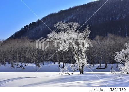 冬の裏磐梯　檜原湖の霧氷付く雄子沢の木々 45801580