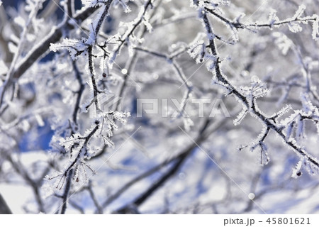 冬の裏磐梯　檜原湖の霧氷付く雄子沢の木々 45801621