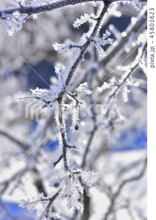 冬の裏磐梯　檜原湖の霧氷付く雄子沢の木々 45801623