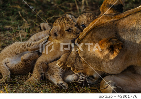 baby of lion in savannah baby of lion in savannah 45801776
