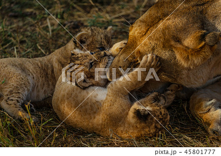 baby of lion in savannah 45801777
