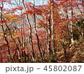 奥久慈月居山の紅葉谷 45802087