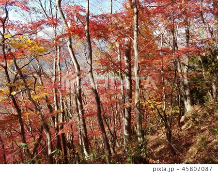 奥久慈月居山の紅葉谷 奥久慈月居山の紅葉谷 45802087