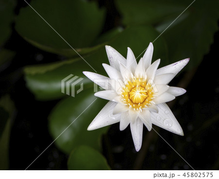 lotus ,white lotus flower in garden 45802575