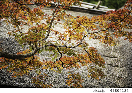 紅葉 紅葉 45804182