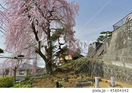 旧甲州街道歩き 諏訪での桜 旧甲州街道歩き 諏訪での桜 45804342