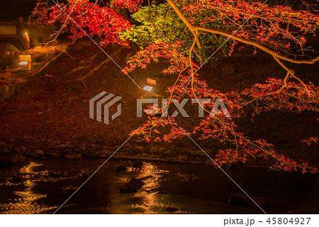 岩屋堂公園の紅葉（ ライトアップ） 45804927